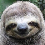Grey Greyhair Sloth