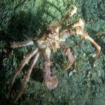 Sindla Fantasy ScubadiverYouTube