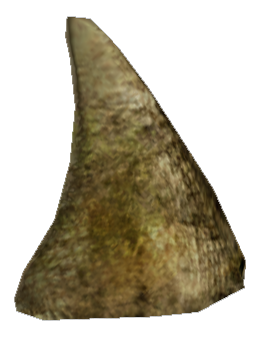 Picture of Huon Tail Spike