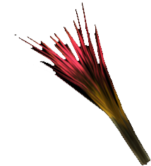 Picture of Ambulimax Hair