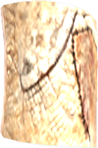 Picture of Armax Skin