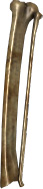 Picture of Vampire Bone