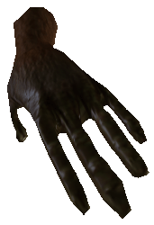 Picture of Papoo Palm