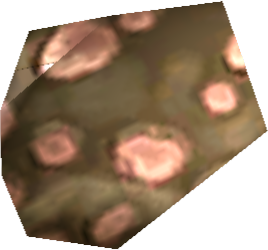 Picture of Aurli Chitin Scale