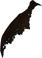 Picture of Drake Wing