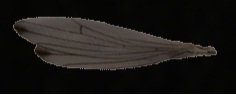 Picture of Big Bird Wing