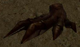 Picture of Lesser Claw