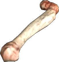 Picture of Allophyl Thighbone