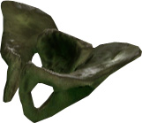 Picture of Skeleton Hip