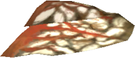 Picture of Cornundacauda Sail