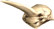 Picture of Cornundacauda Skull