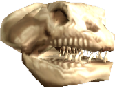 Picture of Faucervix Skull