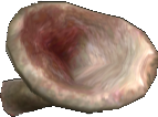 Picture of Foul Suctioncup